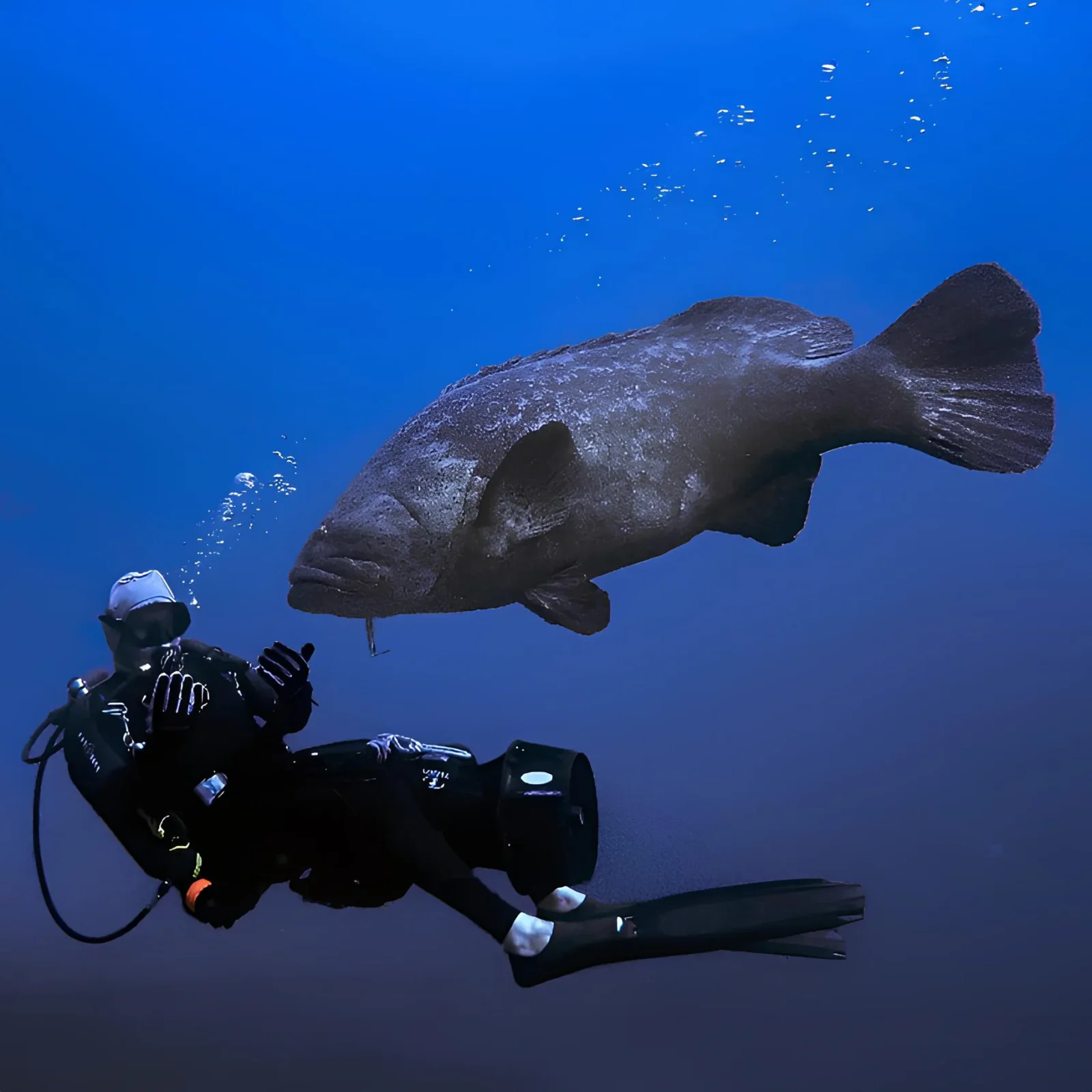 Grouper Recipes for Every Occasion: Easy and Tasty Seafood Dishes